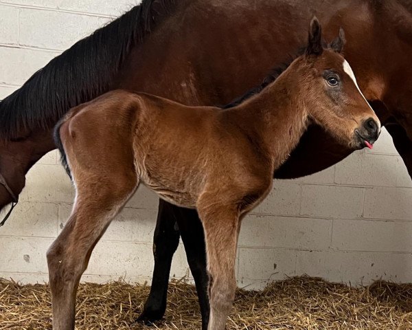 horse Hengst von McKinzie xx (Thoroughbred, 2022, from Mckinzie xx)