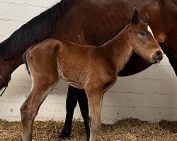 Pferd Hengst von McKinzie xx (Englisches Vollblut, 2022, von Mckinzie xx)