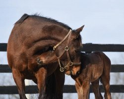 horse Hengst von Curlin xx (Thoroughbred, 2022, from Curlin xx)