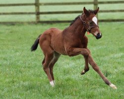 Pferd Stute von King of Speed xx (Englisches Vollblut, 2022, von King of Speed xx)