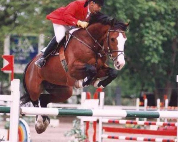 stallion Jagermeister (KWPN (Royal Dutch Sporthorse), 1991, from Renville)