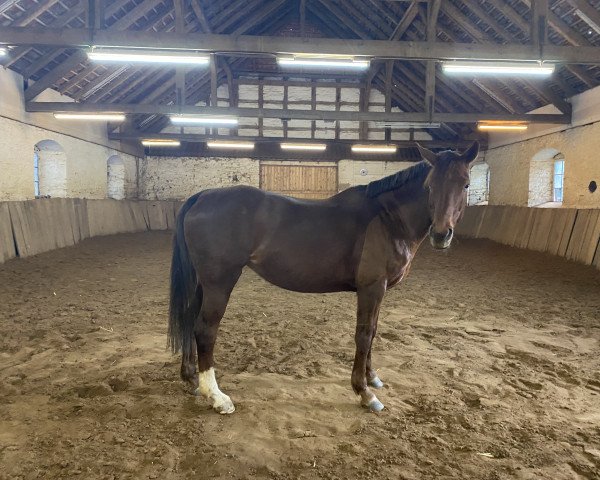 dressage horse Rubina Porta (German Sport Horse, 2009, from Rubidon)