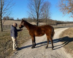 horse Stute von Palace Malice xx (Thoroughbred, 2021, from Palace Malice xx)