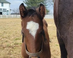 horse Hengst von Tapiture xx (Thoroughbred, 2022, from Tapiture xx)