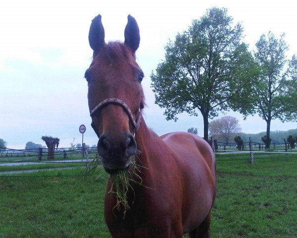 Springpferd Rijeka 11 (Hannoveraner, 1999, von Rubirando)