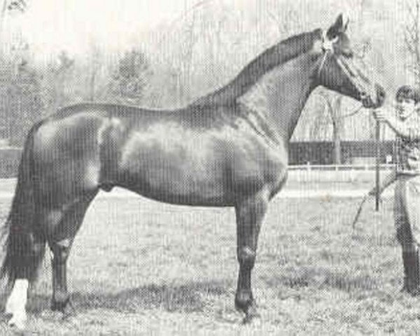 stallion Ormont (Swiss Warmblood, 1971, from Orimate du Mesnil)