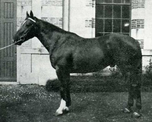 stallion Kami de L'ile (Selle Français, 1954, from Furioso xx)
