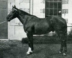 stallion Kami de L'ile (Selle Français, 1954, from Furioso xx)