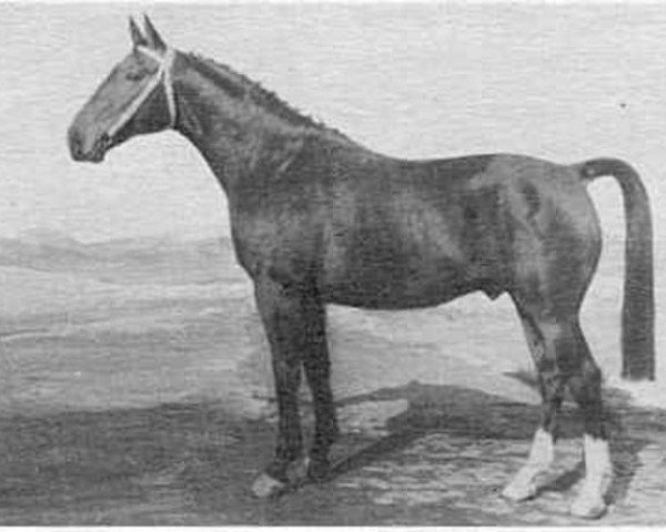 stallion Artilleur (Selle Français, 1959, from Kami de L'ile)