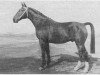 stallion Artilleur (Selle Français, 1959, from Kami de L'ile)