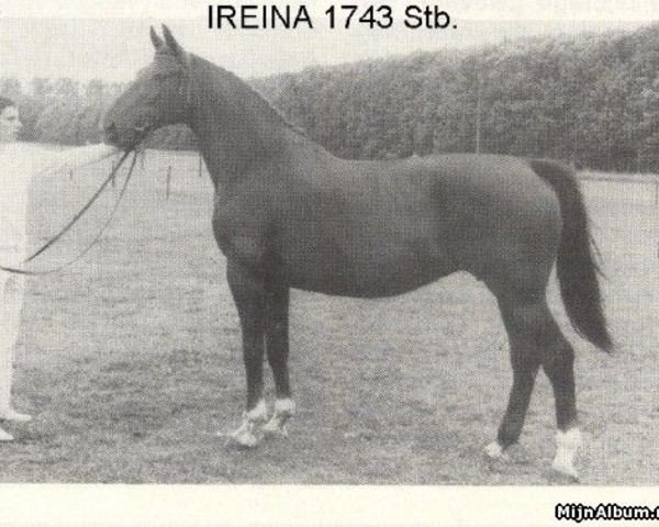 Zuchtstute Ireina (Niederländisches Warmblut, 1967, von Artilleur)