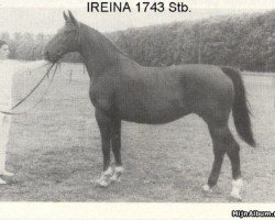 Zuchtstute Ireina (KWPN (Niederländisches Warmblut), 1967, von Artilleur)