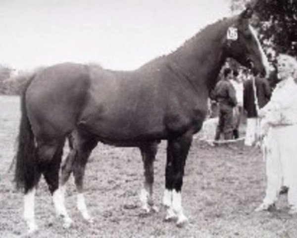 Zuchtstute Cireina (Koninklijk Warmbloed Paardenstamboek Nederland (KWPN), 1984, von Amor)