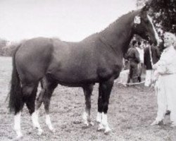 broodmare Cireina (KWPN (Royal Dutch Sporthorse), 1984, from Amor)