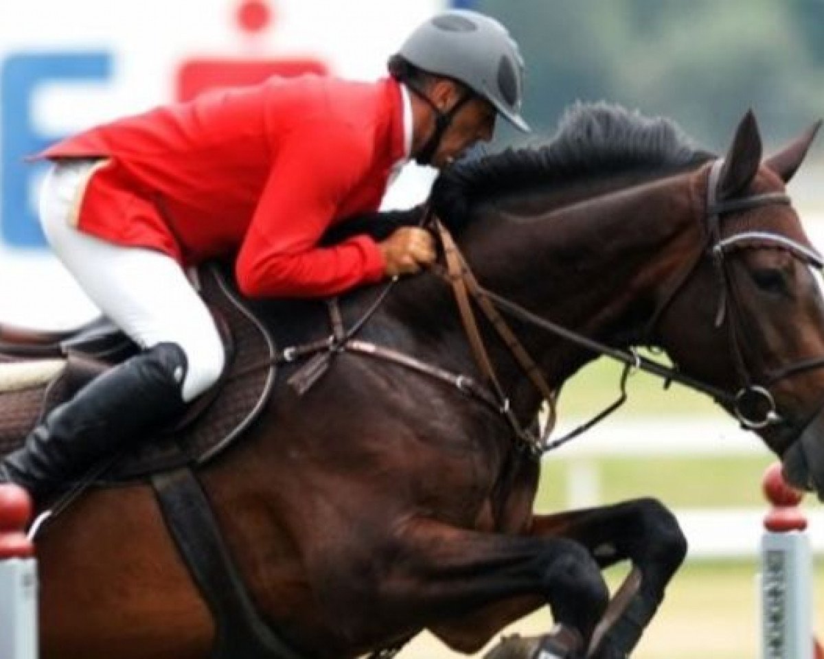 stallion Impuls (KWPN (Royal Dutch Sporthorse), 1990, from Ekstein)