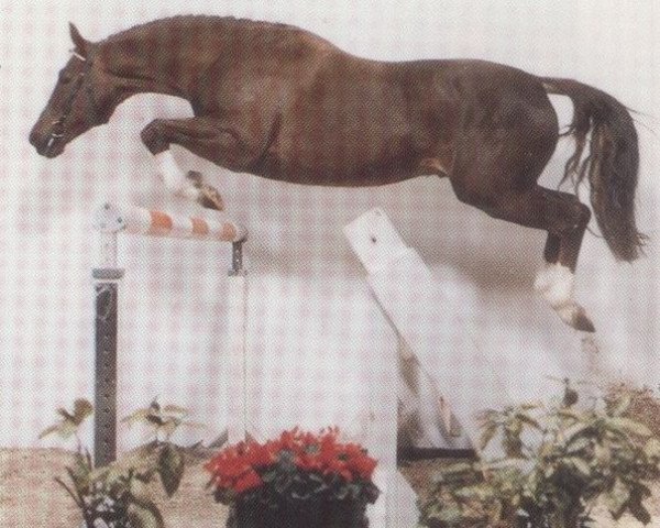 stallion Pentagon (Westphalian, 1978, from Perlkönig I)