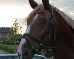 dressage horse Wikita 2 (Saxony-Anhaltiner, 1994, from Welgrano)