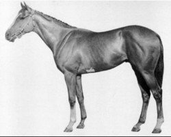 stallion Ivory Tower xx (Thoroughbred, 1959, from Luminary II xx)