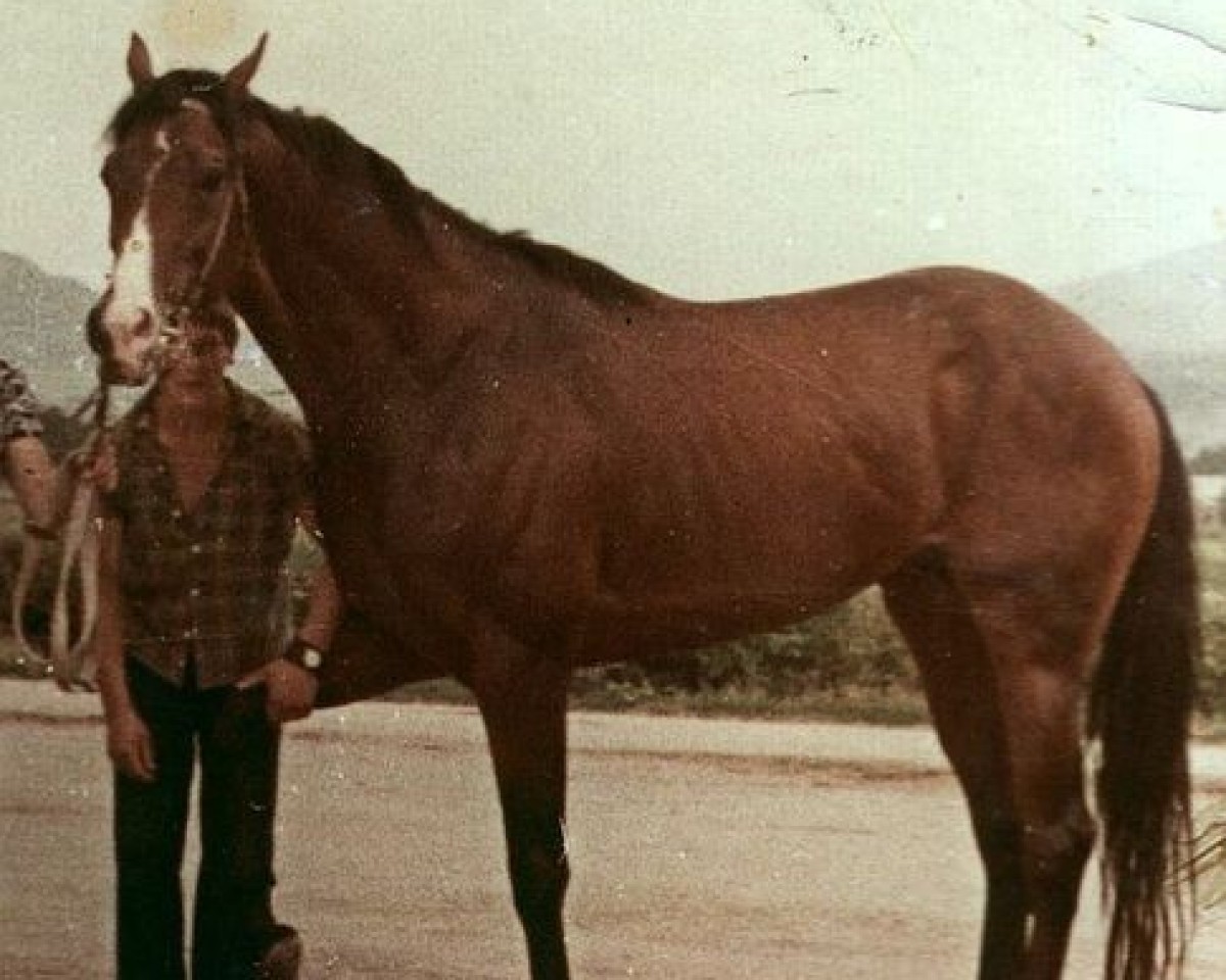stallion Tiron xx (Thoroughbred, 1972, from Ivory Tower xx)
