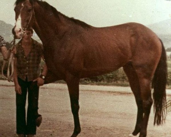 stallion Tiron xx (Thoroughbred, 1972, from Ivory Tower xx)