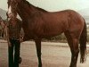 stallion Tiron xx (Thoroughbred, 1972, from Ivory Tower xx)