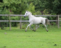 broodmare Wiona (Hanoverian, 2001, from Westwall)