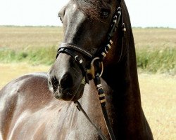 broodmare Judy (German Riding Pony, 1991, from Pandur)