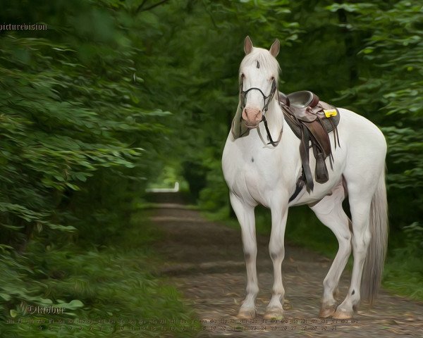 Pferd Toronto (Knabstrupper, 2008, von Talisman aus der schuetzenden Hand)