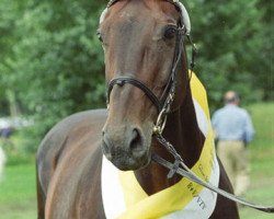 broodmare Gluecksdame (Hanoverian, 1987, from Gluecksstern)