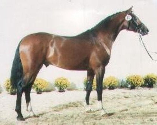stallion Laurencio (Oldenburg, 1996, from Laurion)