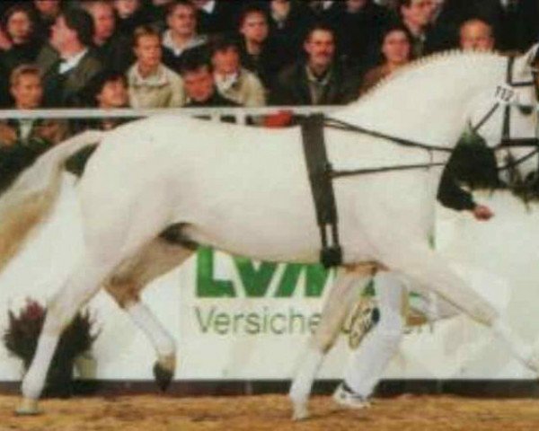 Pferd Manolito AA (Anglo-Araber, 1987, von Maquisard xx)