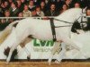 stallion Manolito AA (Anglo-Arabs, 1987, from Maquisard xx)