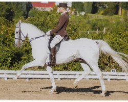 horse Leon (German Warmblood, 1999, from Lugano)