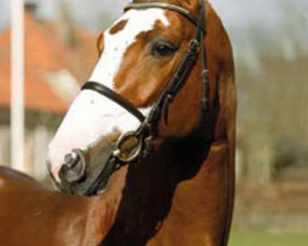 stallion Balougraph (Westphalian, 2004, from Balou du Rouet)