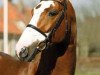 stallion Balougraph (Westphalian, 2004, from Balou du Rouet)