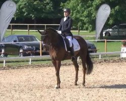 dressage horse Dilenzio OLD (Oldenburg, 2007, from Duino)