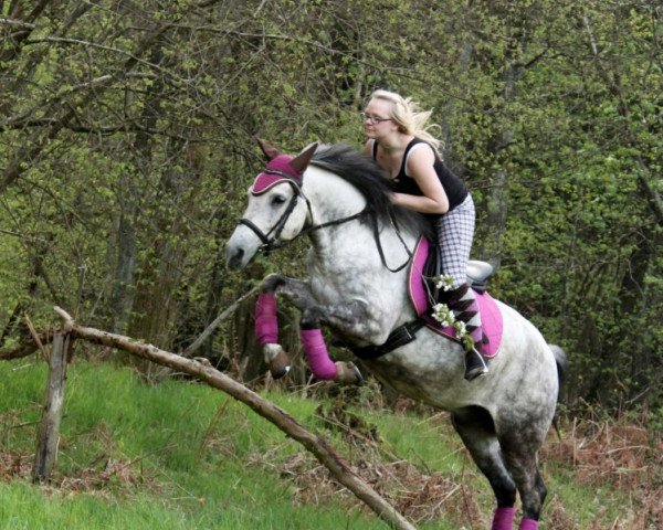 Pferd Lajano (Deutsches Reitpony,  )