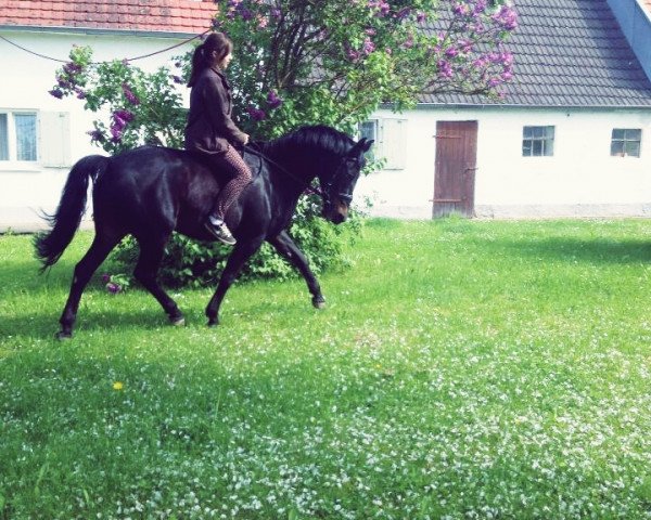 broodmare Nadja (German Riding Pony, 1998, from Nantano)