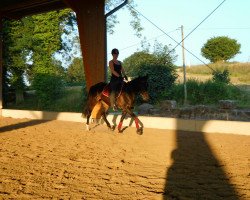 horse Bijou 349 (German Riding Pony, 1996, from Folklore)