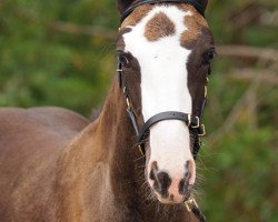 Springpferd Iskierka (Schwedisches Warmblut, 2013, von Balougraph)