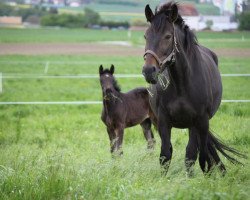 Zuchtstute Alisa (Schweizer Warmblut, 1999, von Coeur de Nuit)