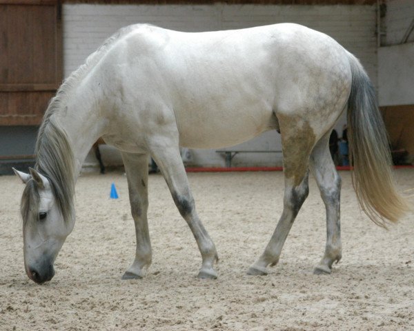 Pferd Vareto (Lusitano, 2002, von Real)