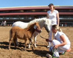 horse Limona (Shetland Pony, 2007, from Georg)