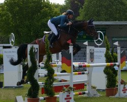 jumper Corvana (Oldenburg show jumper, 2008, from Numero Uno)