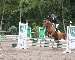 Zuchtstute Top Celine (Deutsches Reitpony, 2003, von FS Cocky Dundee)