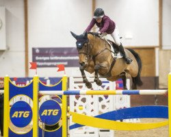 jumper Centicco Pearl (Oldenburg show jumper, 2012, from Centadel)