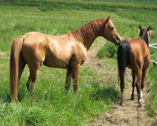 Deckhengst Serko (Karabagher, 2010, von Gartal II)