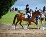 dressage horse La Comtesse (German Sport Horse, 2005, from Wackerbarth)