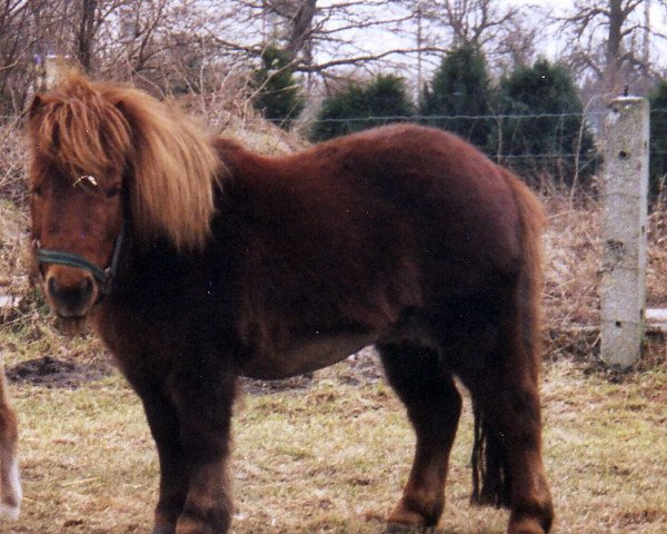 Zuchtstute Holly of Westergarth (Shetland Pony, 1992, von Nixon of Guddon)