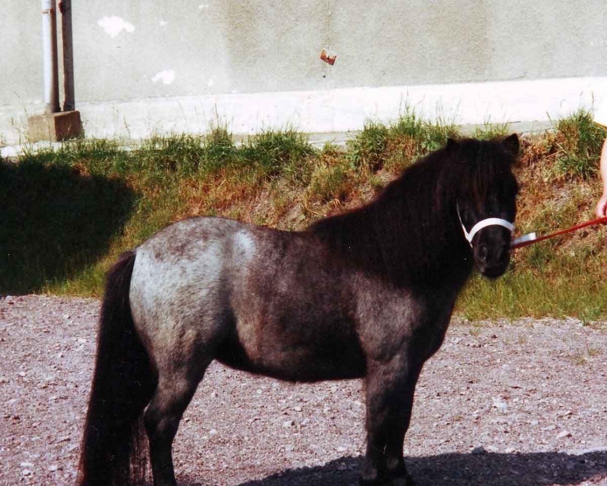 broodmare Happy von Repgow (Shetland pony (under 87 cm), 1997, from Right Rhum van de Hesterhoeve)